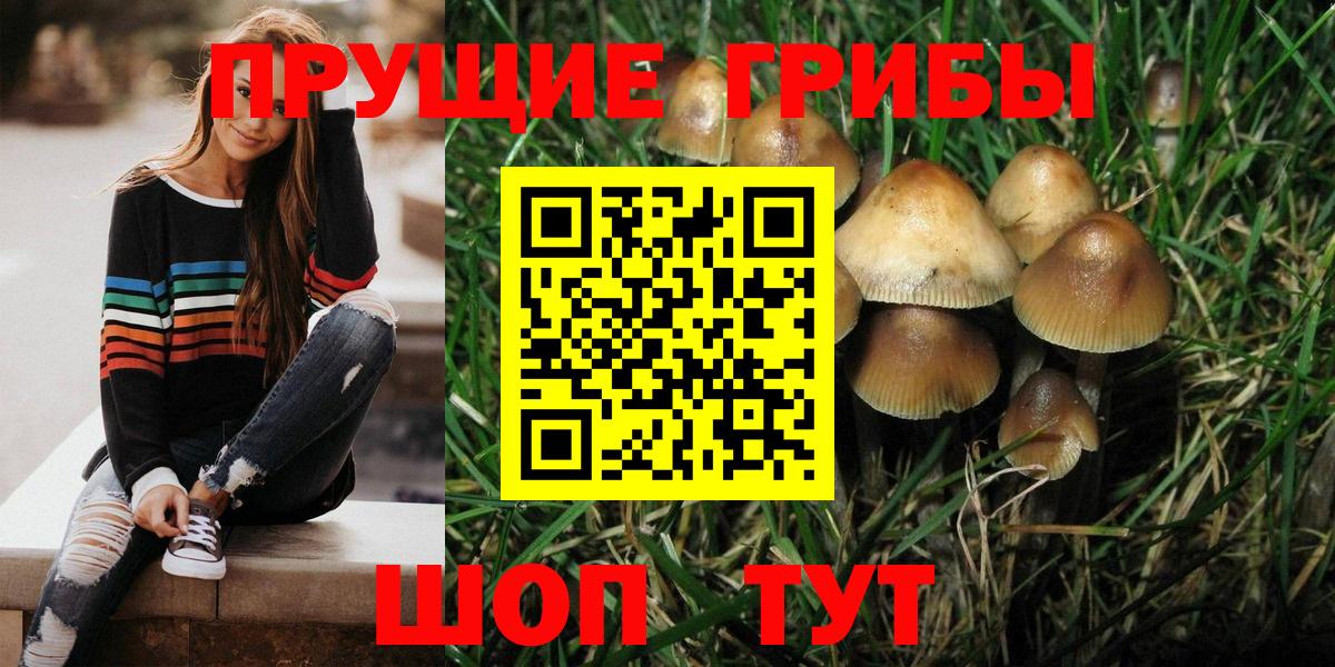 Шадринск  Галлюциногенные грибы мухоморы  купить   Вход с VPN 